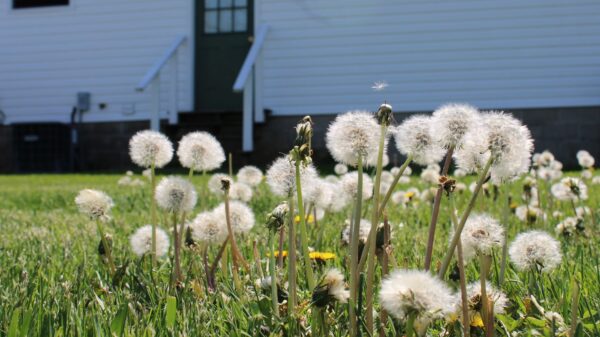 Best weed puller: dandelions growing in a green lawn