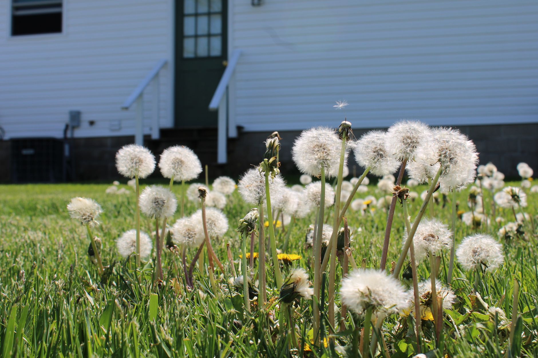 Best weed puller: dandelions growing in a green lawn