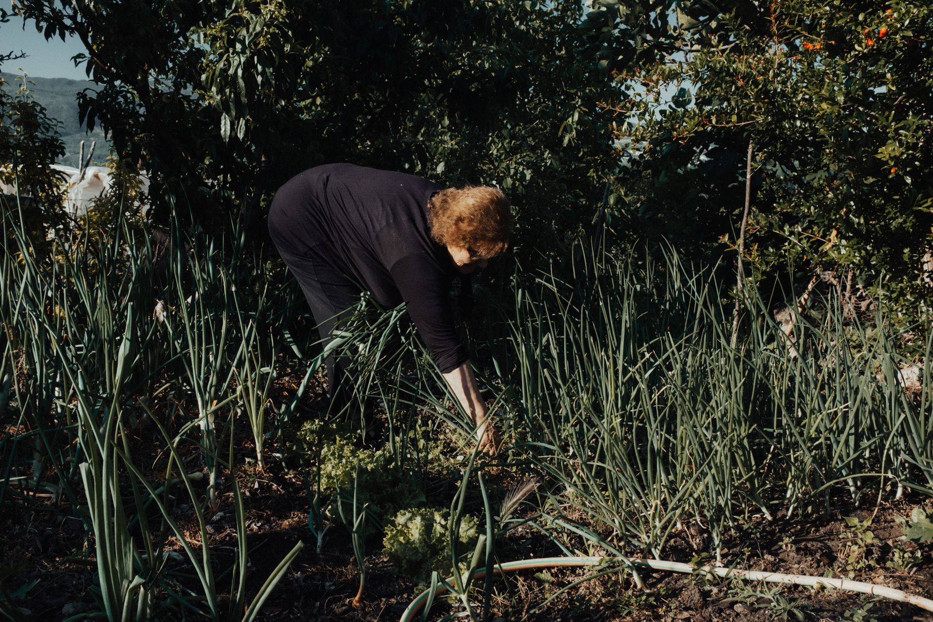 A gardener pulling weeds from a garden bed