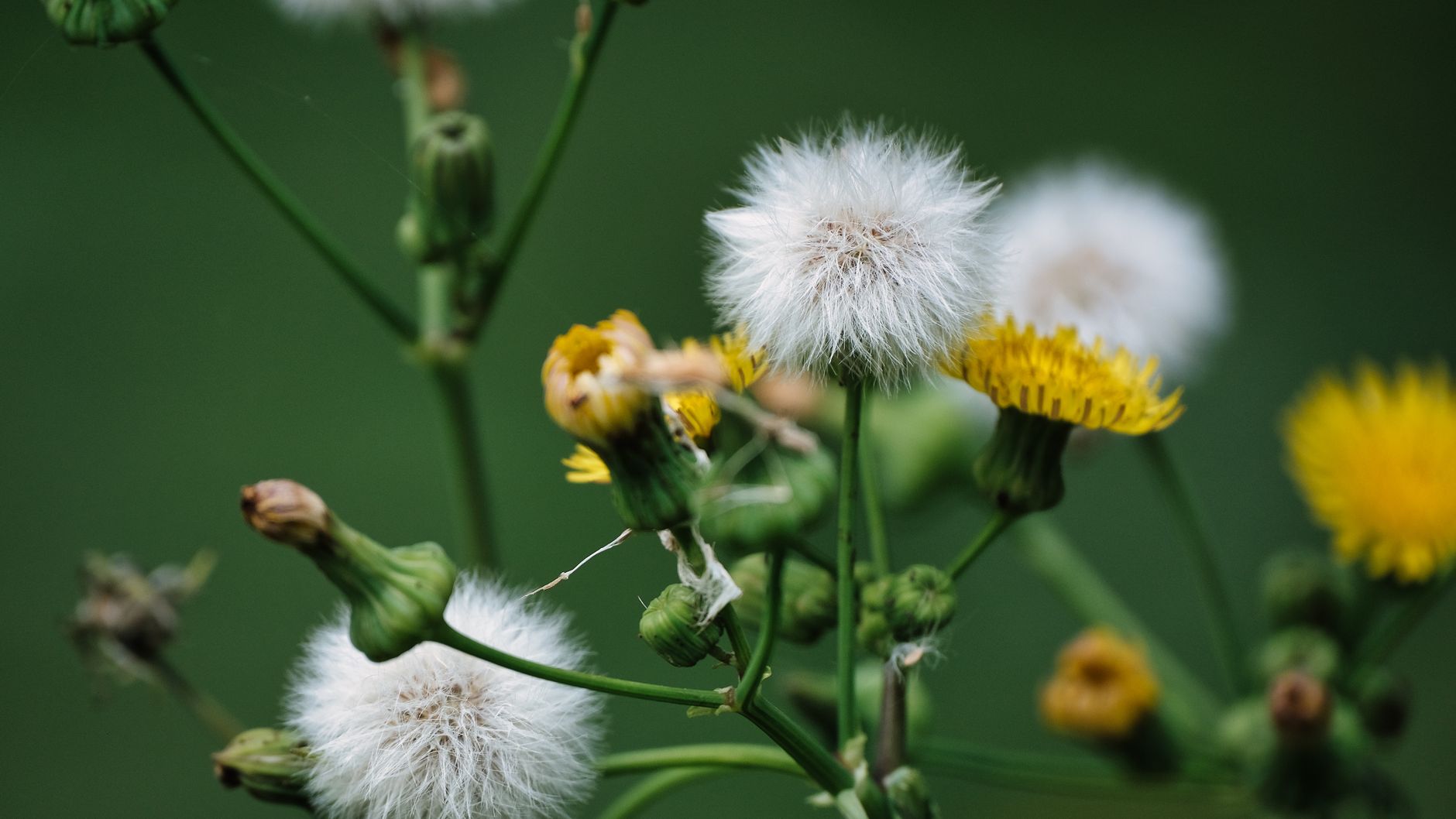 A yellow dandelion flower in the grass