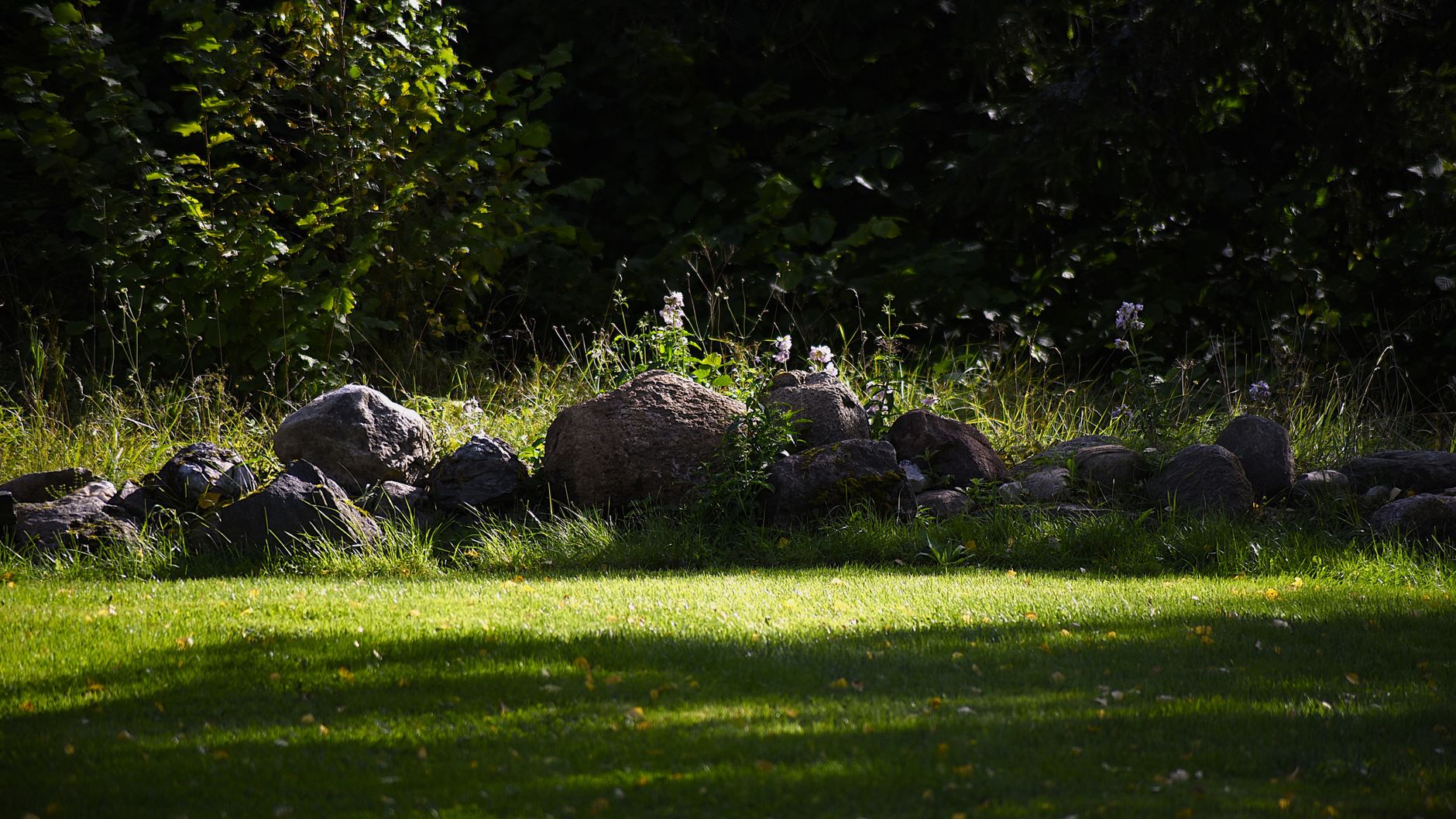 A green backyard lawn