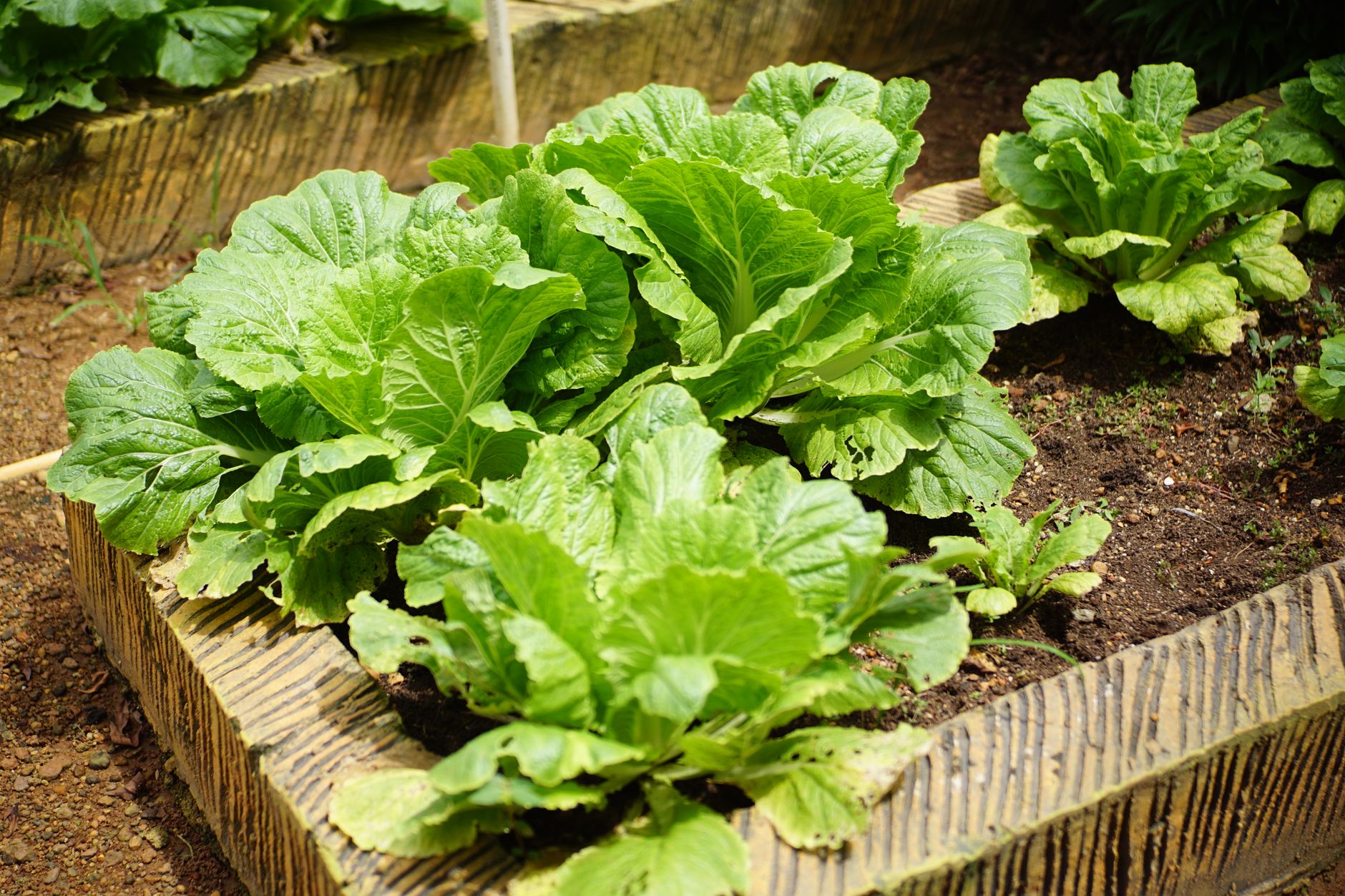 Raised vegetable garden beds
