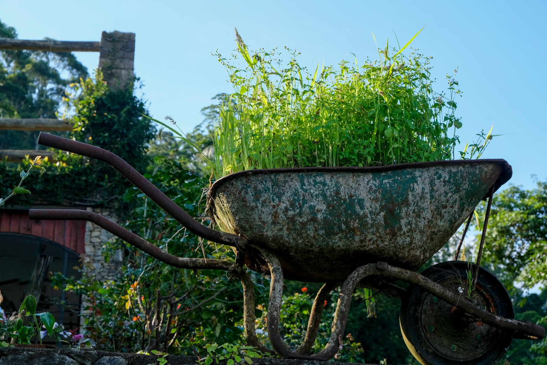 An old wheelbarrow full of cut grass