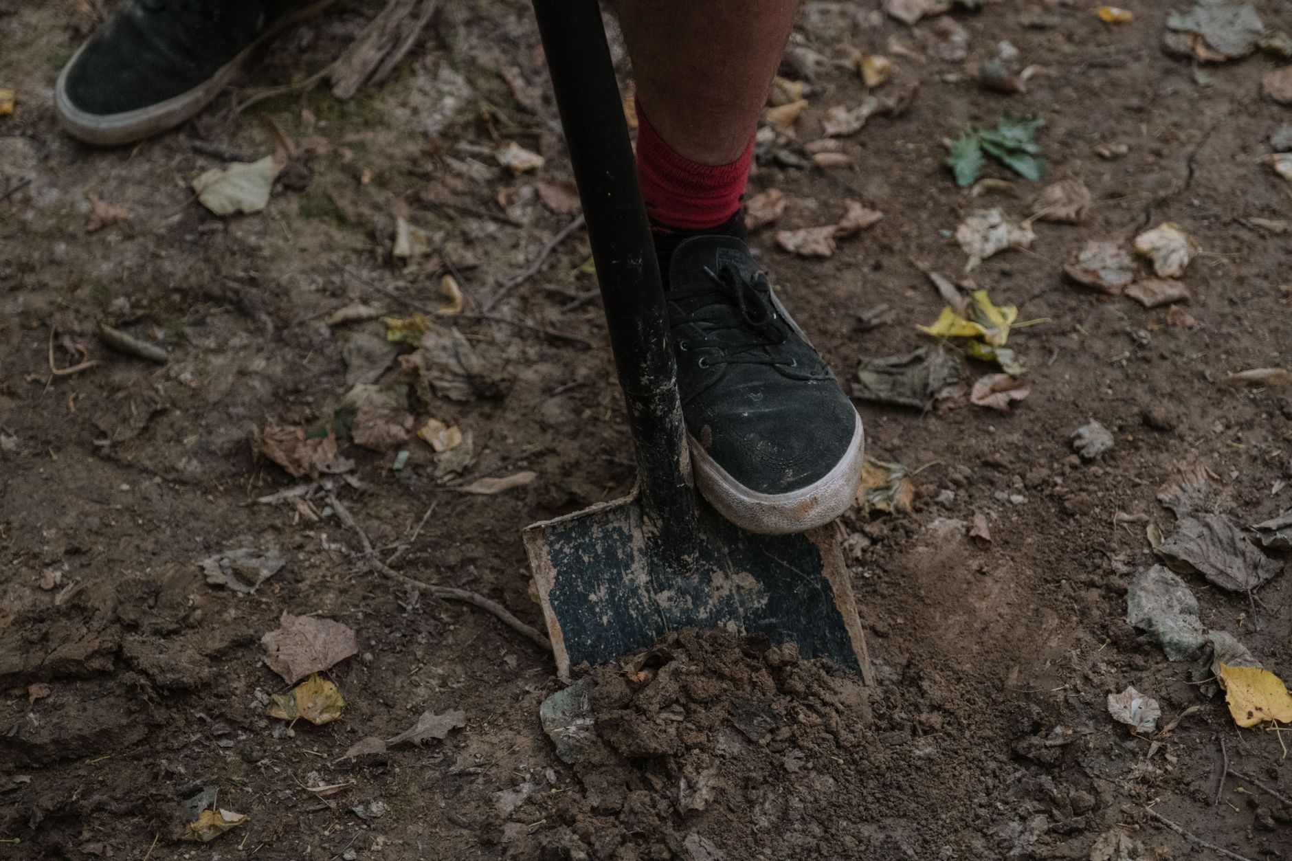 A foot pushing a spade into soil