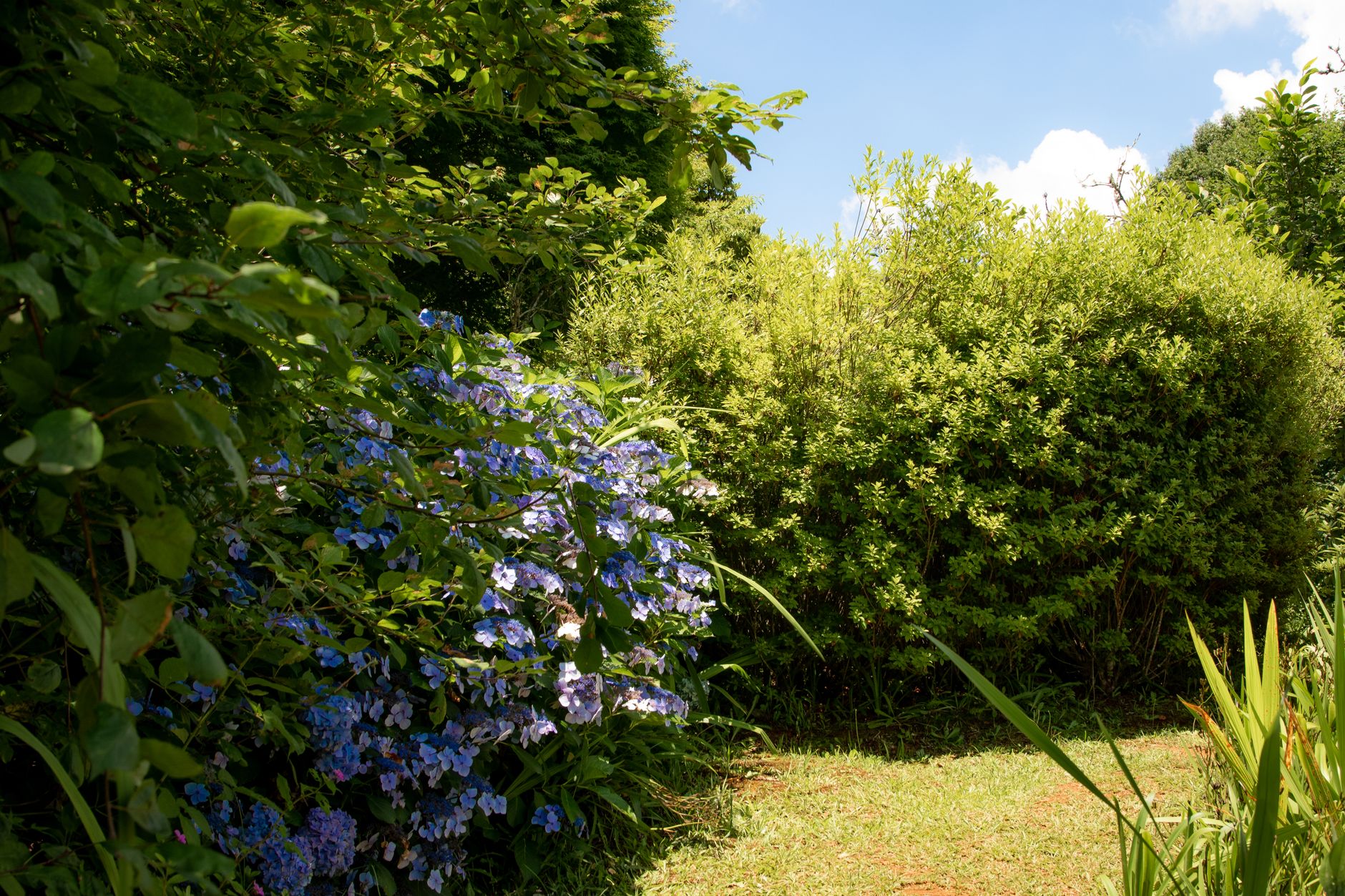 A sunny backyard garden